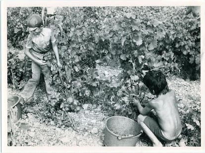 Niños en la vendimia del sureste de Francia, en 1976.