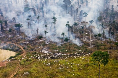 "A lo largo de la historia, la explotación a la que los humanos han sometido a la Tierra ha seguido esta secuencia: coloniza, destruye y sigue adelante", Garrett Hardin. Esta extensión incendiada de la jungla amazónica, en Brasil, es lo que la plataforma denomina la "zona cero de la guerra contra la naturaleza".