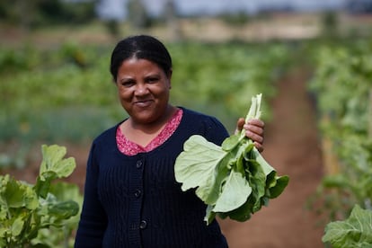 La Agricultura Urbana en Curitiba apunta a reducir las emisiones de los gases de efecto invernadero a través de la agricultura urbana.