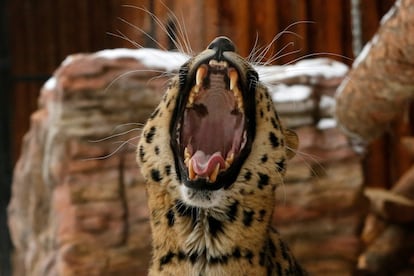 Kirin, un leopardo de 5 años de edad, bosteza dentro de una jaula al aire libre, en el parque zoológico Royev Ruchey en Krasnoyarsk (Rusia).