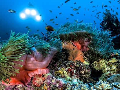 La vida submarina en un arrecife coralino de Maldivas.