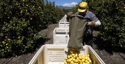 Temporeros recogen limones en los huertos de Samag Services, en California, donde crecen aguacates, naranjas y limones.