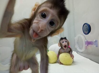 Los monos clonados 'Hua Hua' y 'Zhong Zhong' en las instalaciones de la Academia China de Ciencias de Shanghái, el 20 de enero de 2018.