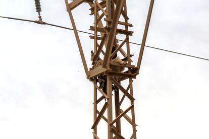 &Aacute;guila imperial ib&eacute;rica electrocutada en la regi&oacute;n de Guelmim (Marruecos).