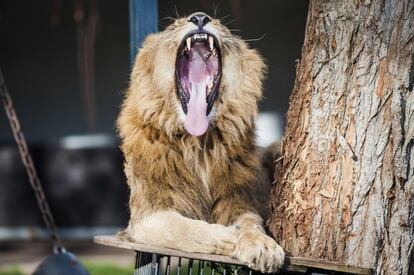 Un león bosteza en el zoo Wilhelma en Stuttgart (Alemania).
