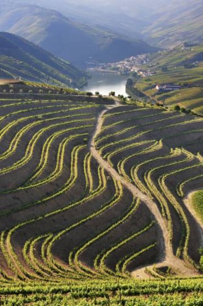 Viñedos en las riberas del río Duero, en las cercanías de la localidad portuguesa de Pinhão. 