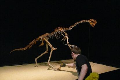 Esqueleto de <i>oviraptor</i> (arriba) en la exposición <i>Tesoros del desierto de Gobi.</i>