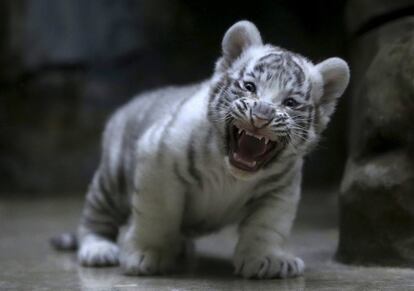 Un cachorro de tigre blanco de la India en el zoológico de Liberec (República Checa).