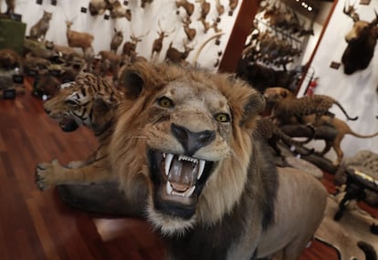 Un león de melena negra cazado en Sudáfrica por Marcial Gómez Sequeira.