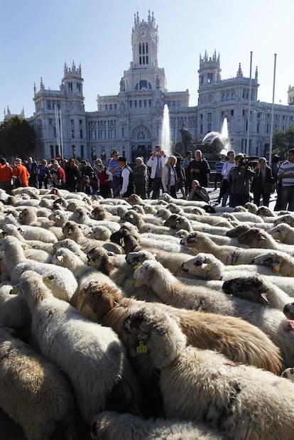 Las 3.000 ovejas que han recorrido la ciudad, como cada año por el Día de la trashumancia, no han bordeado el centro, sino que lo han cruzado de este a oeste pasando por delante de los edificios más representativos, como el Palacio de Cibeles.