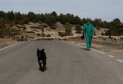 Un pastor conduce a su rebaño por la serranía de los Montes Universales.