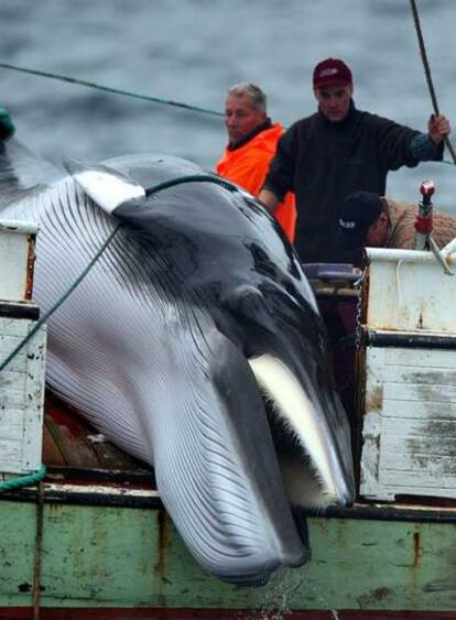 Ballena cazada en Islandia.