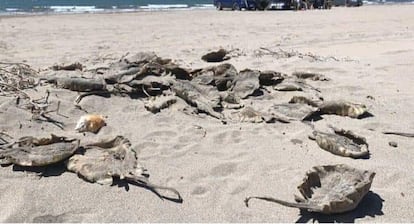 Rayas muertas en la playa de Huatabampito, en el Estado de Sonora, el pasado 9 de abril.