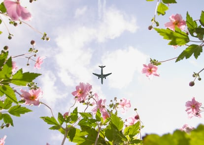 Un avión sobrevolando un campo de flores.