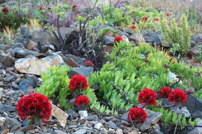 El desierto de Atacama da señales señales de vida entre los meses de julio y noviembre gracias a las 1.800 especies de plantas endémicas que llegan a florecer. Permanecen adormecidas hasta la época de lluvias y, en funcion de estas, su floración es más o menos fructífera. Con una cadencia irregular, el fenómeno del Niño incide con más fuerza en la tierra dejando años más fértiles en los que las añañucas rojas y amarillas y los suspiros de color celeste, entre otras plantas, crecen en los suelos del parque nacional de Llanos de Challe, uno de los lugares donde mejor se observan los contrastes entre la sequedad extrema de esta tierra y la vivacidad de las flores.