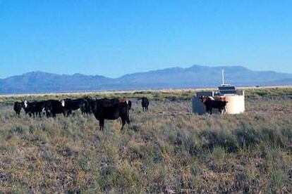 Las vacas pastan junto a uno de los detectores del observatorio Pierre Auger.