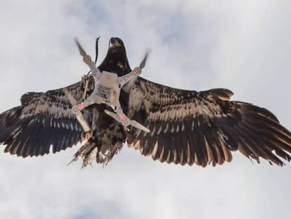 La polic&iacute;a holandesa entrena &aacute;guilas para interceptar drones.