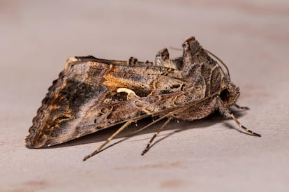 Polilla de la especie 'Autographa gamma'