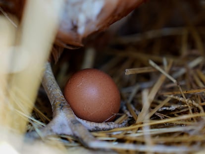 Una gallina ponedora erguida junto a un huevo.