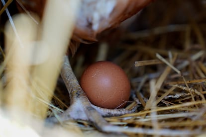 A hen stands next to an egg