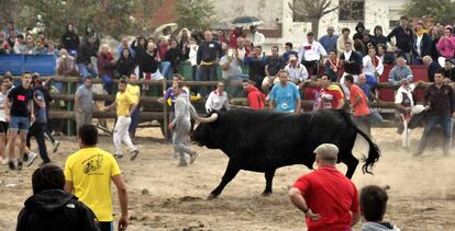 'Pelado', protagonista del Toro de la Peña de Tordesillas.