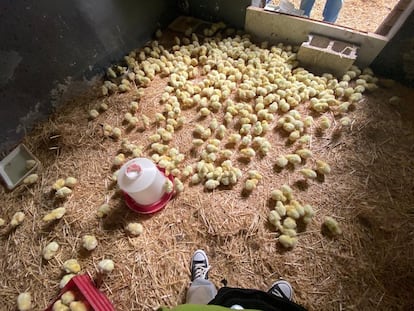 Los pollitos rescatados por la asociación Salvando Peludos. Foto cedida por Fernando Sánchez.  