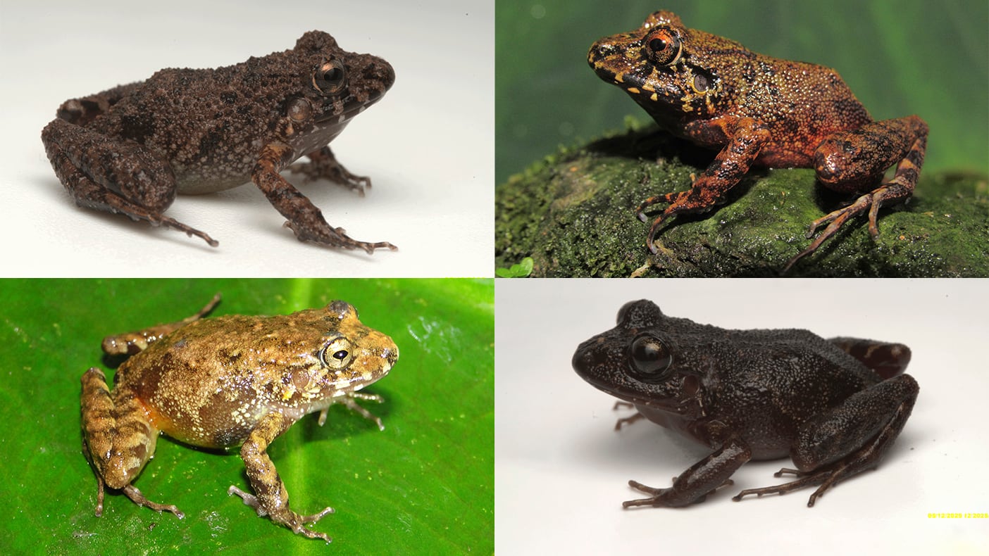 Describen cuatro nuevas especies de ranas en el norte de Perú