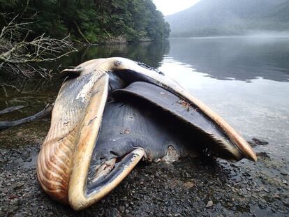 Las ballenas fueron encontradas muertas, gracias a una expedici&oacute;n cient&iacute;fica que se dirig&iacute;a al lugar para realizar otra misi&oacute;n.