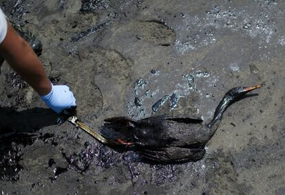 Un pájaro muerto yace entre el crudo en la playa de Ventanilla, este martes. La multa que podría recibir la subsidiaria de Repsol ascendería a 138 millones de soles, unos 35 millones de dólares. 