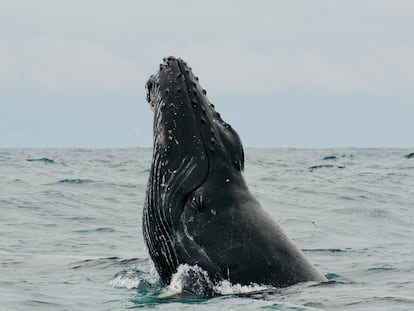 Una cría de ballena en el Golfo de Cupica, en el departamento de Chocó (Colombia), el 23 de junio de 2023.