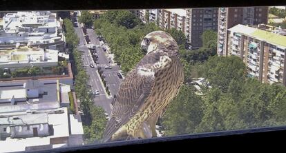 Un ejemplar de halcón peregrino en un edificio de Madrid.