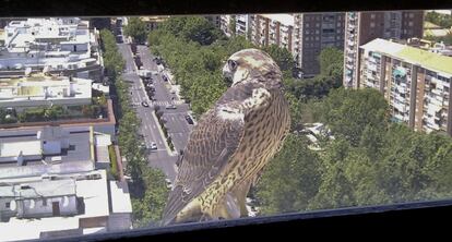 Un ejemplar de halc&oacute;n peregrino en un edificio de Madrid.