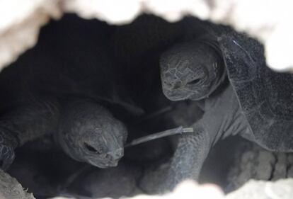 Fotograf&iacute;a cedida por el Parque Nacional Gal&aacute;pagos y fechada el 31 de julio de 2016 que muestra dos tortugas de corta edad, en la Isla Pinz&oacute;n (Ecuador). Felicidad en el archipi&eacute;lago ecuatoriano de Gal&aacute;pagos: luego de m&aacute;s de un siglo, han vuelto a nacer en estado natural tortugas en la isla.