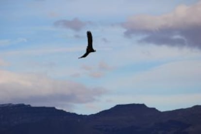 Cóndor sobrevolando la zona.