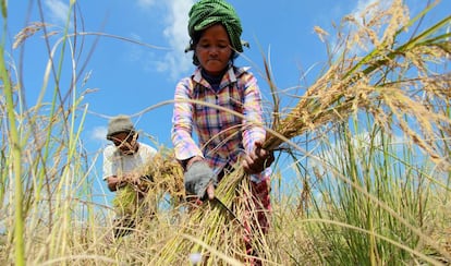 Una campesina camboyana recoge la cosecha en la provicia de Kampong Speu.