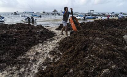 Un hombre amontona sargazo en una playa de Puerto Morelos, Quintana Roo.