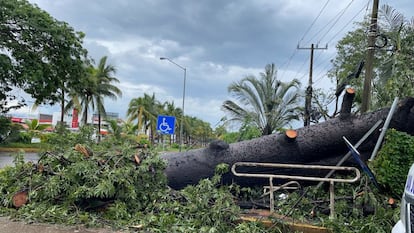 Un árbol caído yace en la carretera tras ser derribado por los vientos provocados por 'Nora' en Nuevo Vallarta, Nayarit. En su trayectoria, el fenómeno meterológico, ha tocado seis Estados y ha afectado 44 municipios de acuerdo con las autoridades.