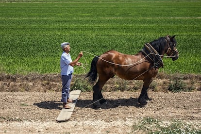 El labrador, Pascual Villagrasa, que aún emplea su caballo. 