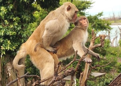 Dos machos de macaco rhesus de la isla de Cayo Santiago mantienen sexo.