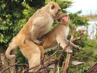 Dos machos de macaco rhesus de la isla de Cayo Santiago mantienen sexo.