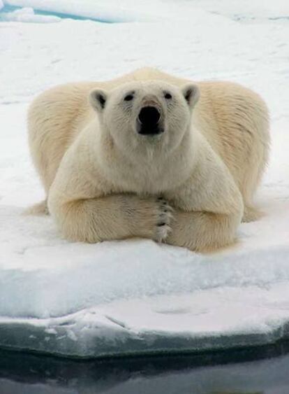 El oso polar en peligro.