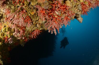 Coral rojo en la costa catalana.