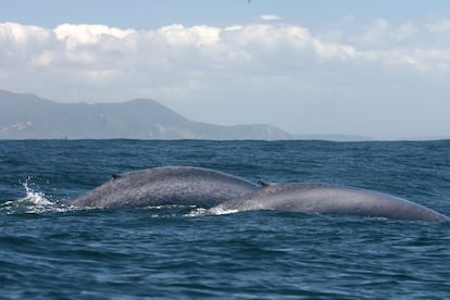 Ballena azul en los mares de Chile.