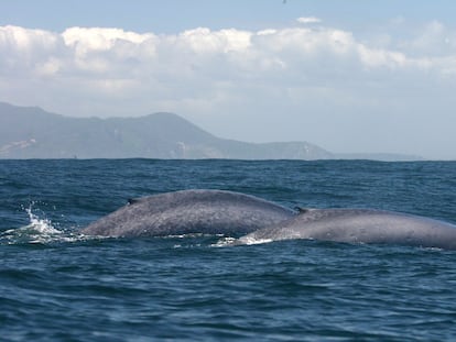 Ballena azul en los mares de Chile.