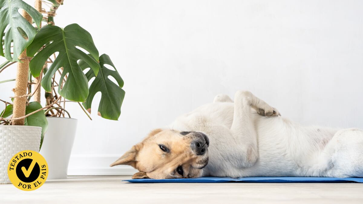 ¿Cuál es la mejor alfombra refrigerante para tu perro este verano? Probamos cuatro y elegimos la mejor 