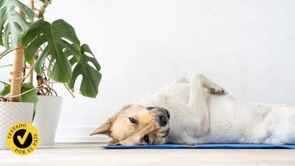 Las alfombras refrigerantes ayudarán a calmar los efectos de las altas temperaturas en tus mascotas.