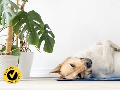 Las alfombras refrigerantes ayudarán a calmar los efectos de las altas temperaturas en tus mascotas.
