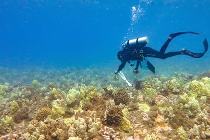 This March 21, 2018, photo provided by The Nature Conservancy, Hawai'i and Palmyra shows a diver near coral near Launiupoko about 5 kms south of Lahaina off the island of Maui, Hawaii.