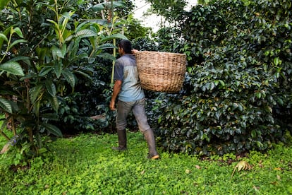 Un hombre lleva una canasta con granos, en Colombia.