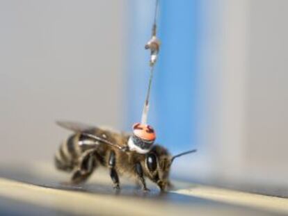 Antena que colocan a las abejas para estudiar su comportamiento en el instituto de investigación Rothamsted Research, en el Reino Unido.